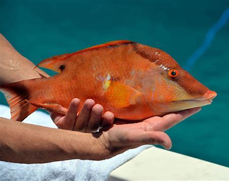 Mt Vernon, Mount Vernon, Mount Vernon on Sarasota Bay, Mt Vernon on Sarasota Bay, Bradenton, Anna Maria Island, Florida, Gulf Coast, Sarasota, Real Estate, Condos, Cheryl Carson, 941.524.9907