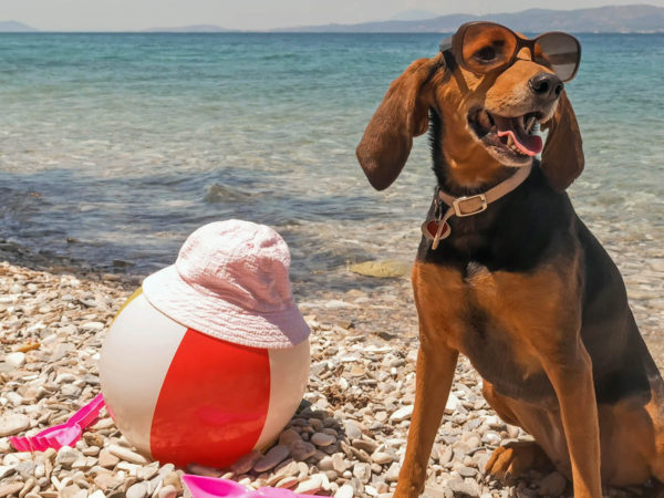 Mt Vernon, Mount Vernon, Mount Vernon on Sarasota Bay, Mt Vernon on Sarasota Bay, Bradenton, Anna Maria Island, Florida, Gulf Coast, Sarasota, Real Estate, Condos, Cheryl Carson, 941.524.9907